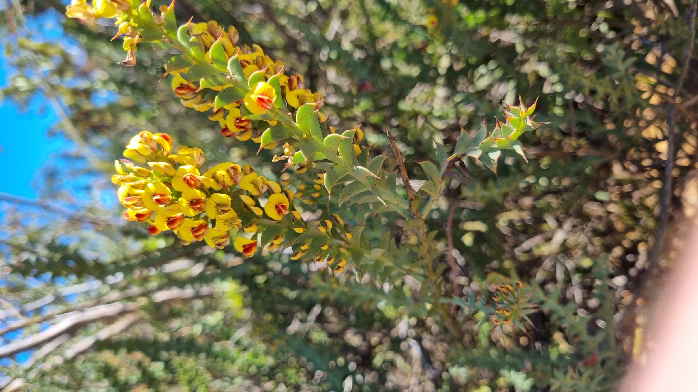 striata